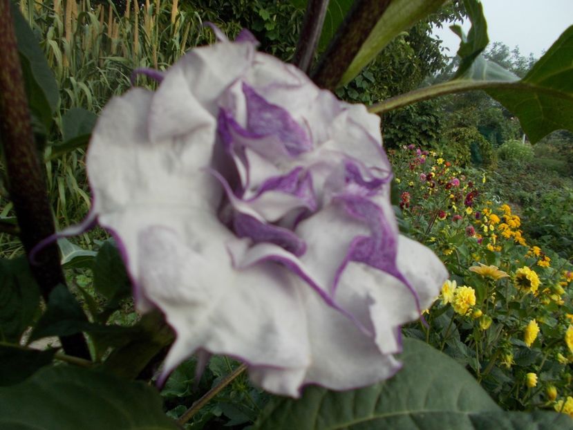  - SEMINTE DATURA - D 33 DATURA DEVILS TRUMPET