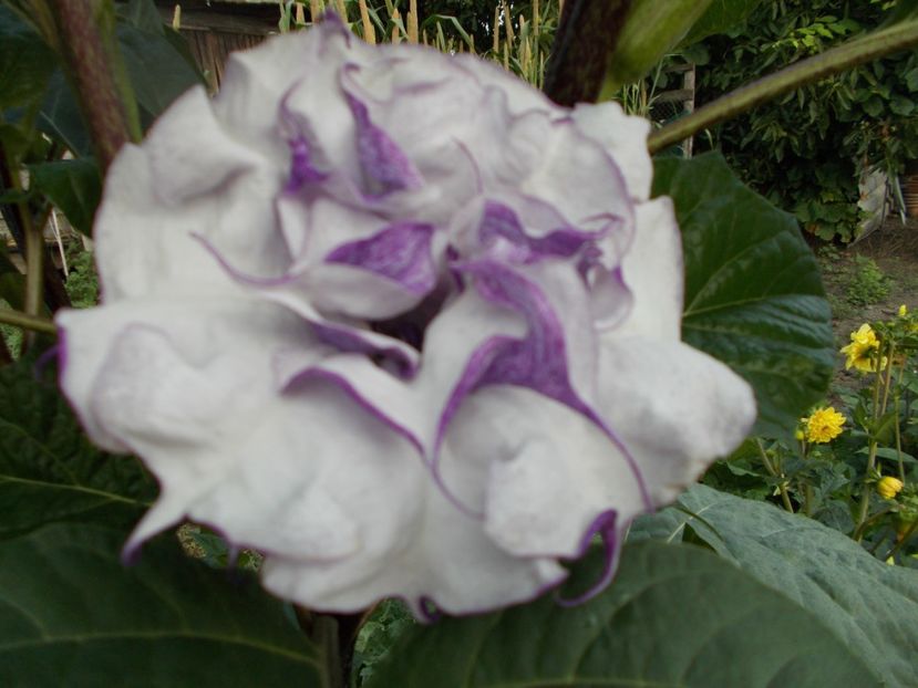  - SEMINTE DATURA - D 33 DATURA DEVILS TRUMPET
