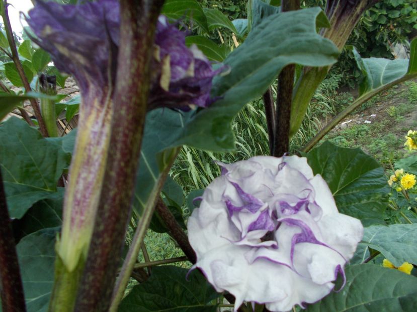  - SEMINTE DATURA - D 33 DATURA DEVILS TRUMPET