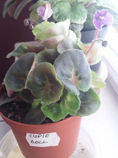 Cupie Doll ( 7-08-2019) - Violete 2019