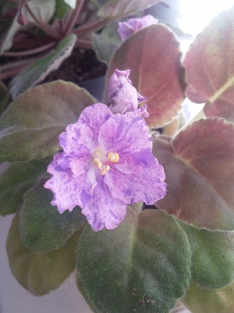 AE-Amur (7-08-2019) - Violete 2019