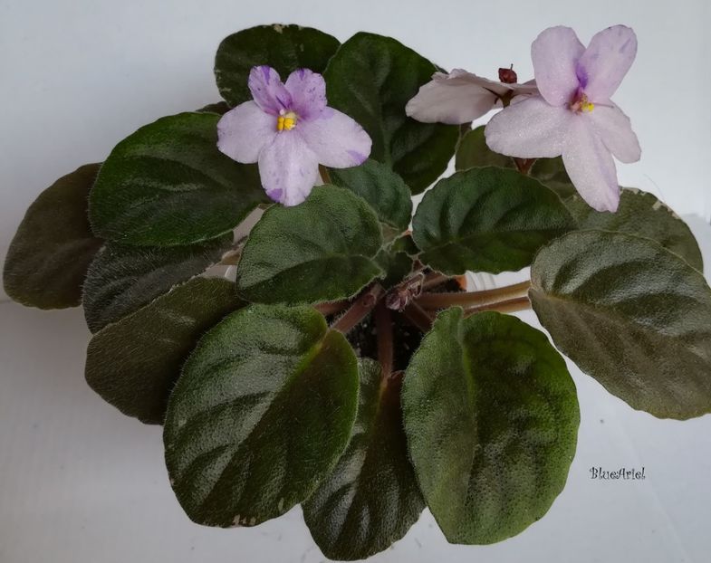 2019 - Buckeye Love s Carres