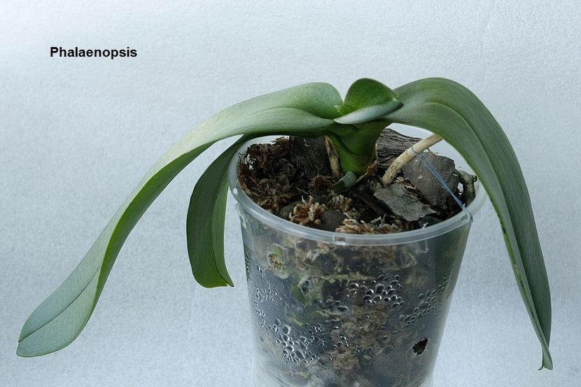 07.08.19 - 2 Transplant phalaenopsis