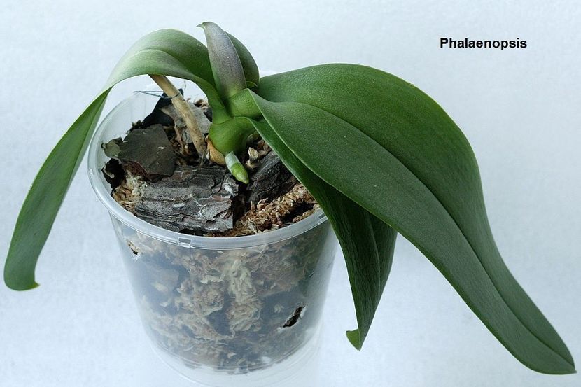 07.08.19 - 2 Transplant phalaenopsis