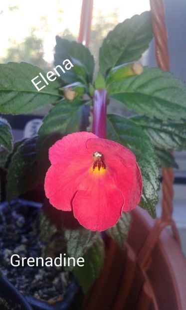 17/ Grenadine - 2019 - ACHIMENES