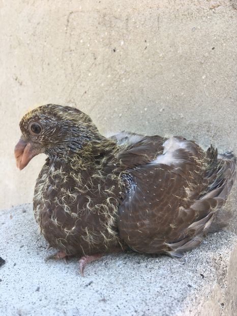 07A2778B-F997-400E-B660-3B23D16F0B0D - Pui g homer 2019