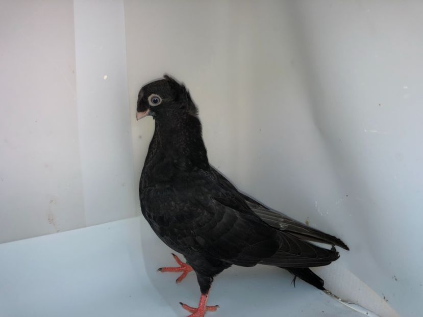 7008  mascul  2019_3 - pui 2019 BM