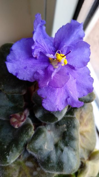 EK Vladimir - Violete 2018