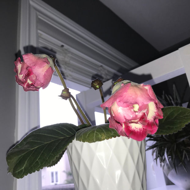  - Plante de interior 2019