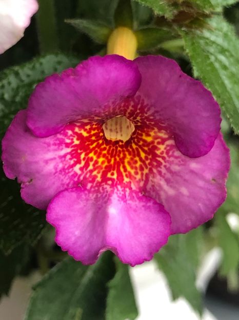 0E5BA280-3BB2-40E0-93E7-AB1D63A4964E - Snoweetta - S Saliba