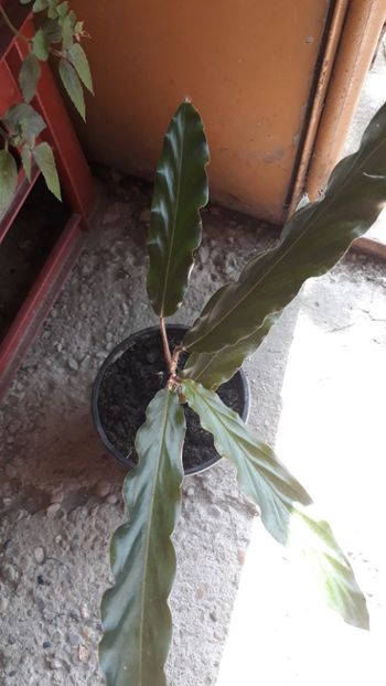  - Colectie Maranta Calathea