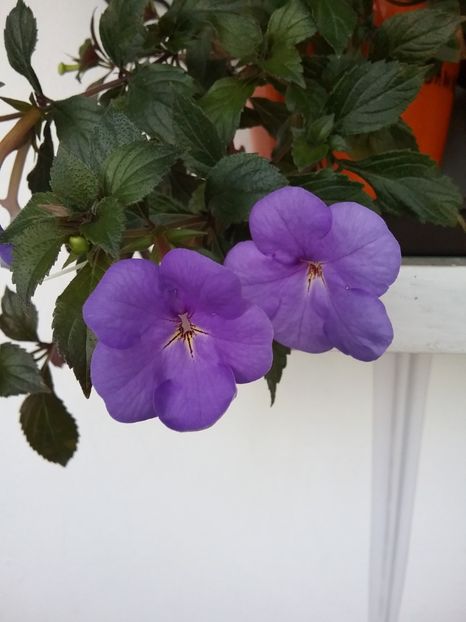  - 2016 achimenes