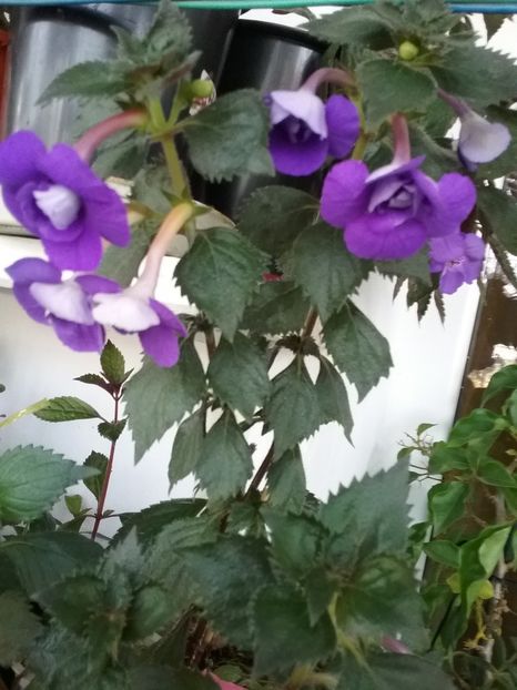  - 2016 achimenes