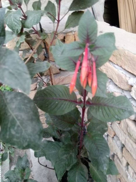 7 august - Fuchsia 2019