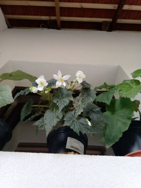 7 august - Begonii 2019