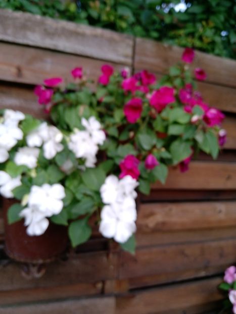  - Impatiens 2019