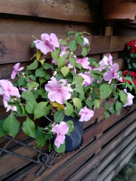  - Impatiens 2019