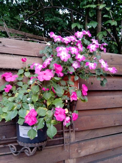 7 august - Impatiens 2019