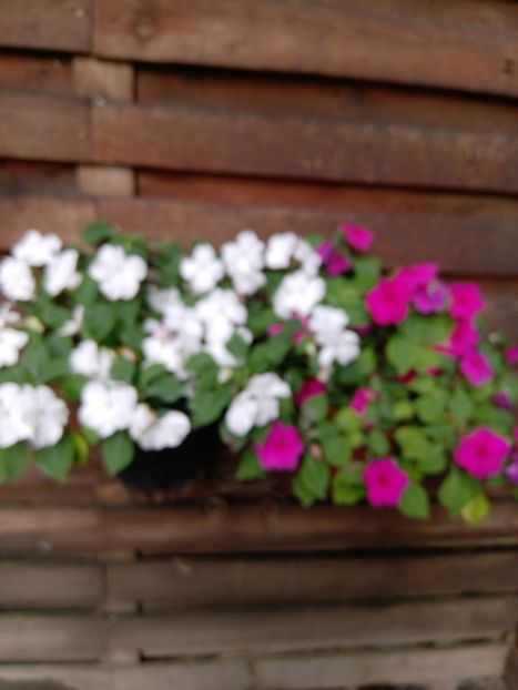  - Impatiens 2019