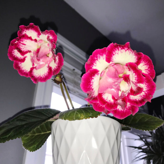 Poppy - Plante de interior 2019