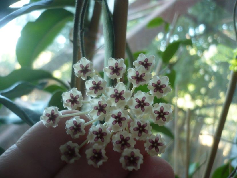 P1420457 - HOYA 2019