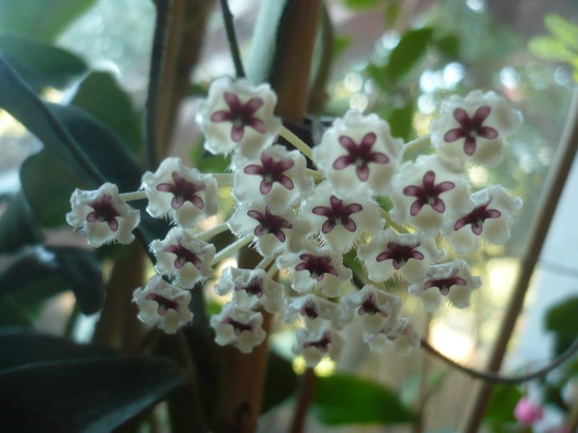 P1420458 - HOYA 2019