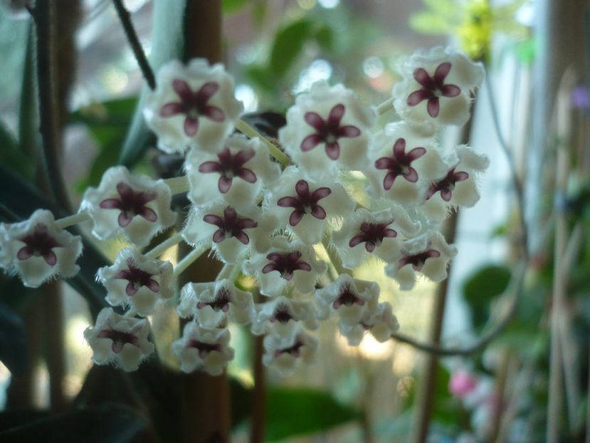 P1420459 - HOYA 2019