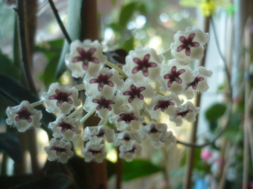 P1420460 - HOYA 2019