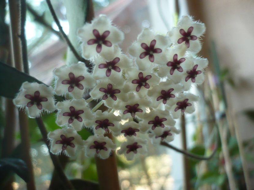 P1420461 - HOYA 2019