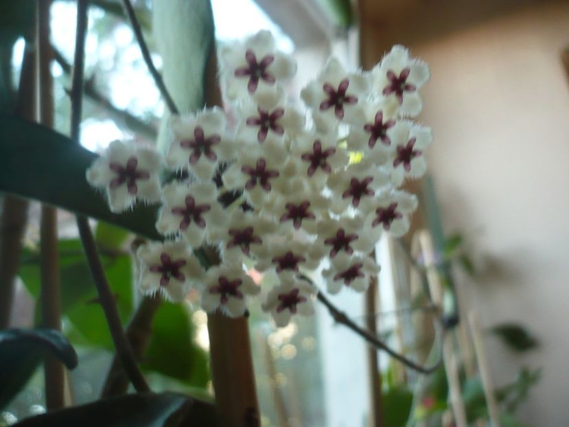 P1420462 - HOYA 2019