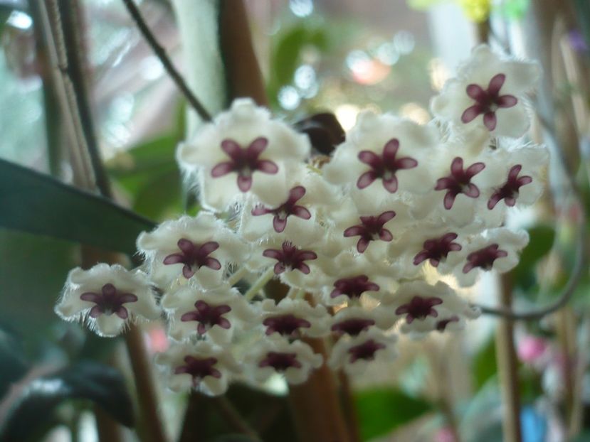 P1420466 - HOYA 2019