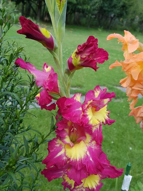 Cateva gladiole, singurele noutati in gradina - August 2019