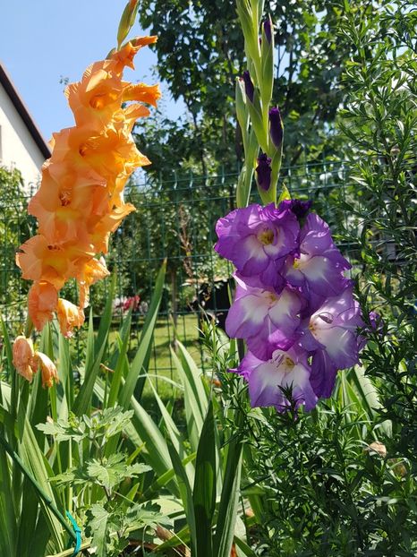 Cateva gladiole, singurele noutati in gradina - August 2019