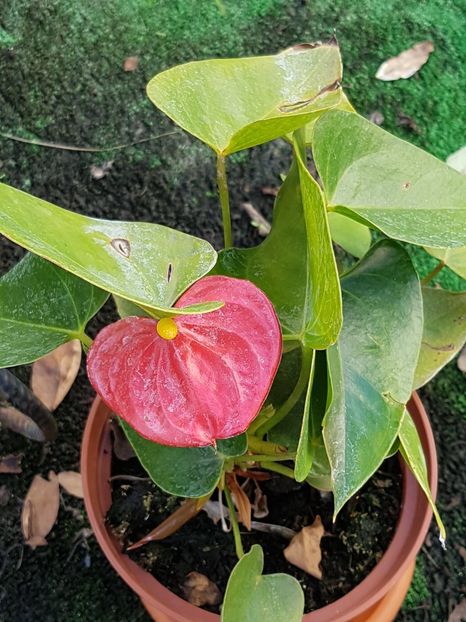 Anthurium, afara, in ghiveci. - August 2019