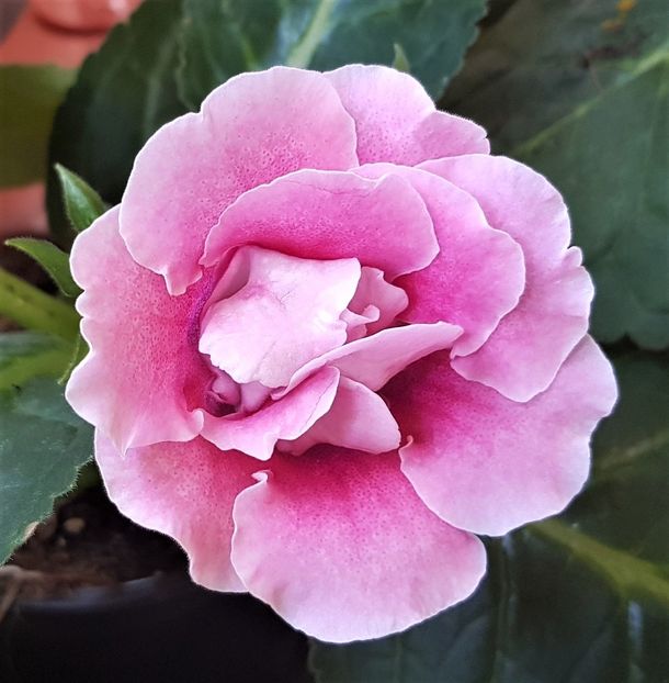  - Gloxinia