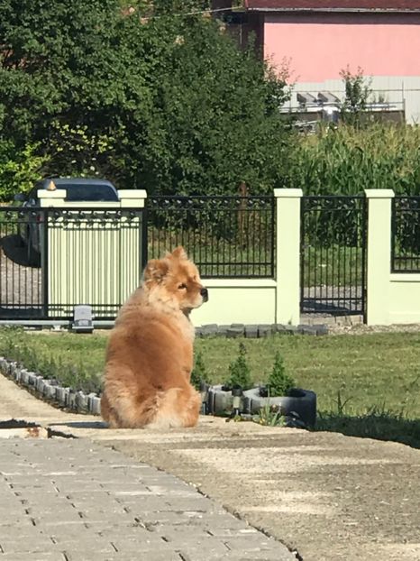 83F798E8-186D-492A-AECA-8B7C87DEBDE2 - Paza gospodariei