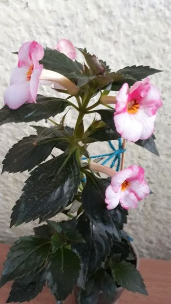  - 001 2021 - Christmas Lollypop