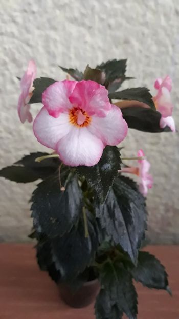  - 001 2021 - Christmas Lollypop