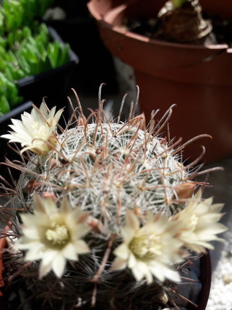  - Cactusi si suculente - 2019