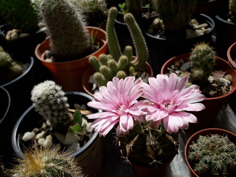  - Cactusi si suculente - 2019