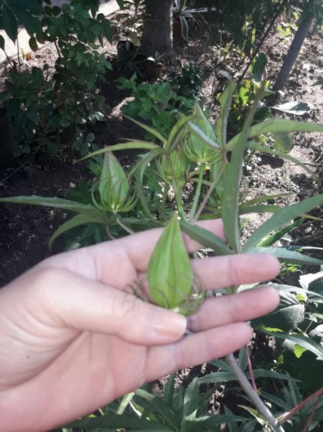  - Hibiscus coccineus