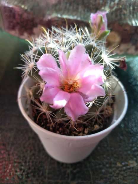  - Mammillaria