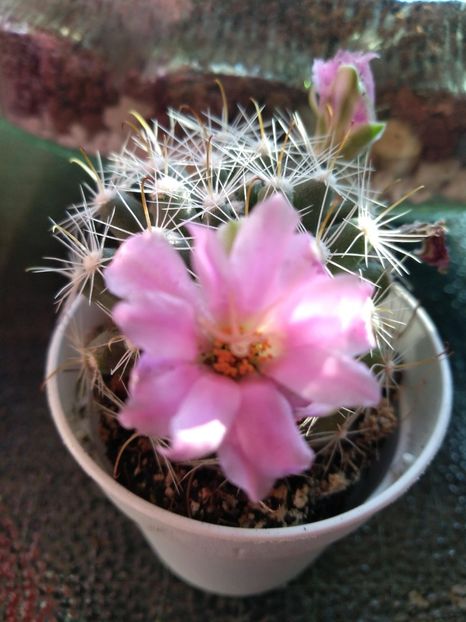  - Mammillaria