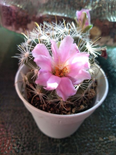  - Mammillaria