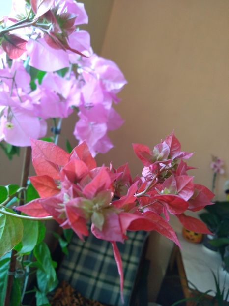  - Bougainvillea