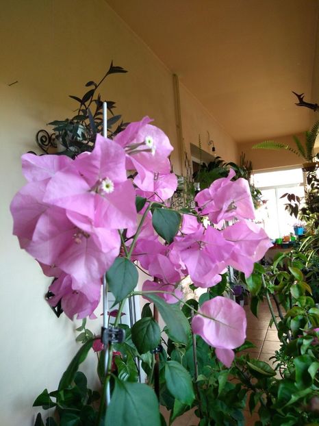  - Bougainvillea