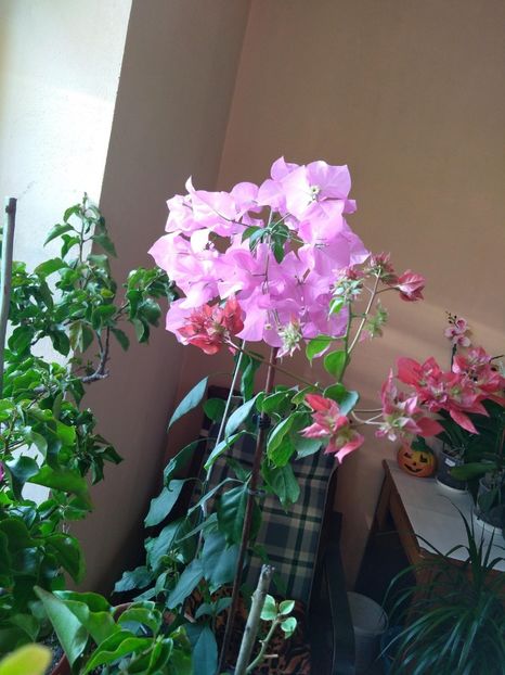  - Bougainvillea