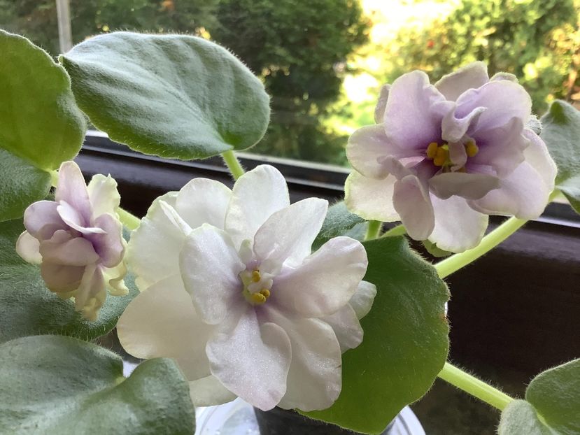  - EK Magia Liubvi sport