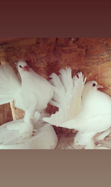 de vînzare 50lei bucata... - voltatimaghiari2020