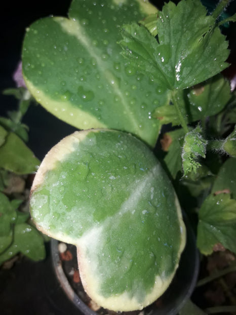  - 0A Hoya 2019